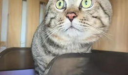 猫咪短视频,猫咪短视频集锦