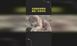 野狼视频,探索自然奇观，感受野性魅力