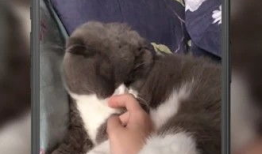 猫咪短视频,猫咪短视频集锦