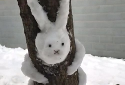 可爱雪,冬日里的温暖精灵