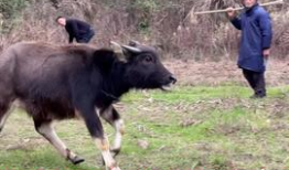 牛牛在线观看视频,畅享海量视频，轻松开启视听盛宴