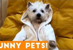 可爱的小狗视频,小狗视频里的欢乐时光