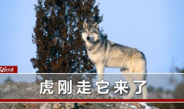 野狼视频,探索自然奇观，感受野性魅力