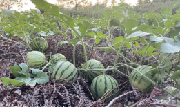 西瓜修剪技术视频,高效管理，丰收秘诀大公开