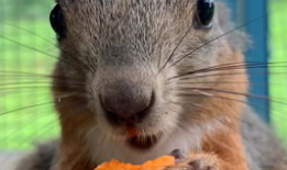 松鼠视频,轻松解锁短视频新体验