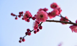 红梅花,冬日里的坚韧与美丽