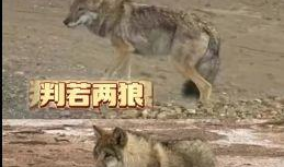 野狼视频,探索自然奇观，感受野性魅力