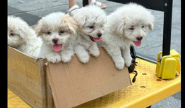 可爱的小狗视频,小狗视频里的欢乐时光