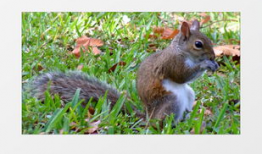 松鼠视频,轻松解锁短视频新体验