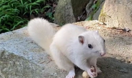 松鼠视频,轻松解锁短视频新体验